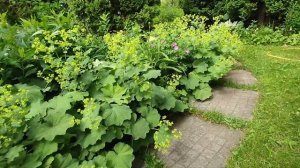 Манжетка мягкая (Alchemilla mollis).