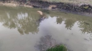 Выращивание КАРАСЯ! Садовый пруд на участке даче свои?