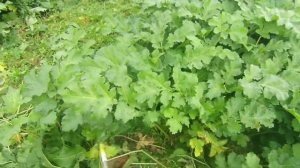 Триммер Husqvarna 122 C испытание и отзыв. #husqvarna #бензиновыйт