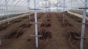 Виноград в Сибири? Легче чем на югах.