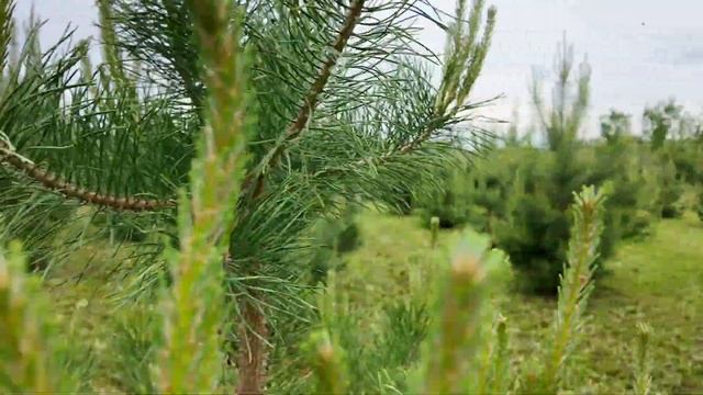 50 соток земли это много или мало?! посадили картошку, к? смотреть онлайн