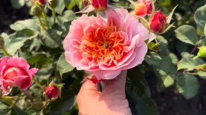 Поля роз 2025 г,питомник maryroses.ru