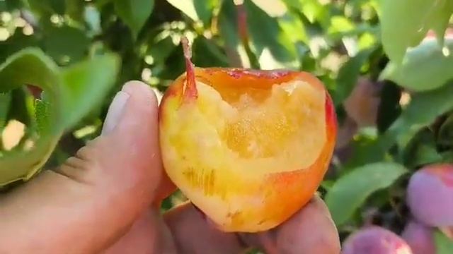 Диплоїдна слива Формоза. Plum Formoza. Сорт з високими смако смотреть онлайн