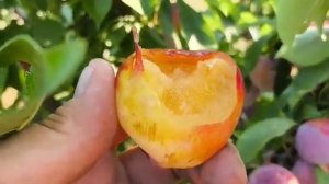 Диплоїдна слива Формоза. Plum Formoza. Сорт з високими смако