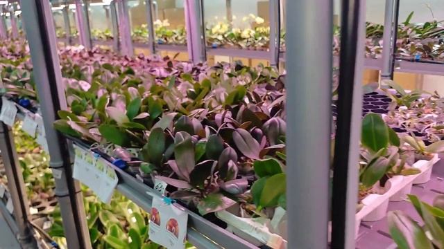 Уникальная Теплица Где выращивают орхидеи "ОРХОРАЙ" смотреть онлайн