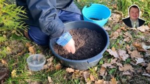 Как вырастить можжевельник из семян  #можжевельник из