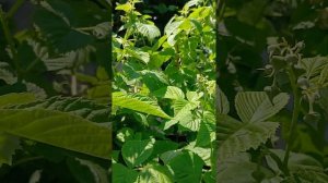 Малина Маравилла (первые ягоды) подкормка