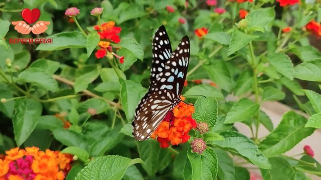 Пустоцвет на огурцах: 10 ошибок полива и как вернуть за? смотреть онлайн