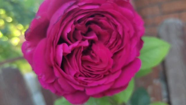 Роза Четырех Ветров. смотреть онлайн