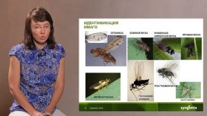 Злаковые мухи на озимых зерновых