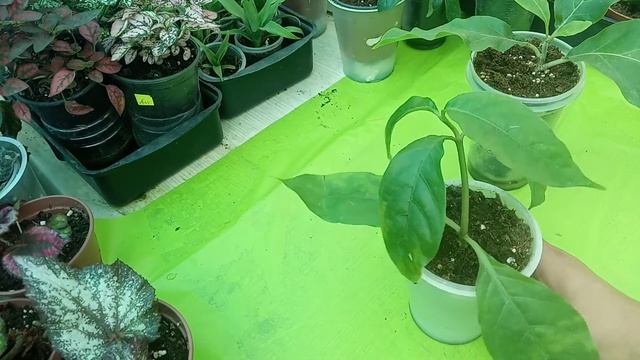 Одонтонема и Хуануллоа смотреть онлайн