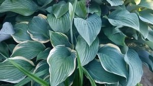 Хоста «Кросса Регал» (Hosta Krossa Regal)