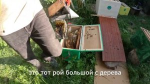 Секрет мощного улья, о котором молчат пчеловоды #пчёлы