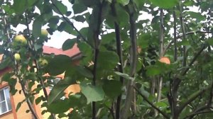 яблоня  джулия  рэд