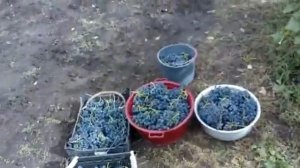 Сбор и хранение винограда до Нового Года  Сделай сам
