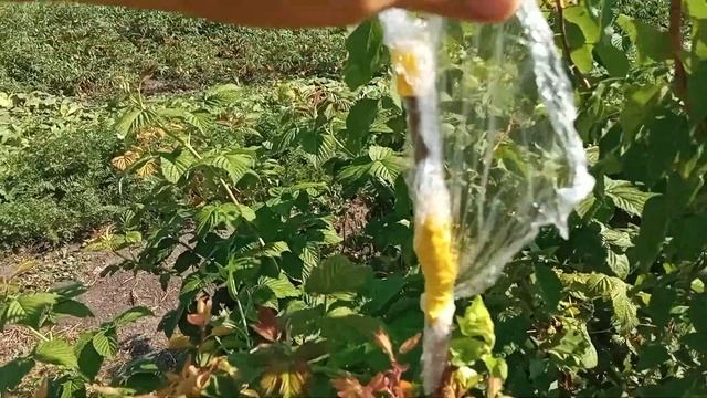 Привить летом. смотреть онлайн