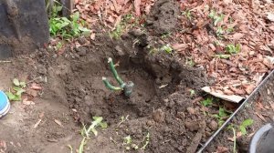 Посадка розы весной в открытый грунт. Как правильно са