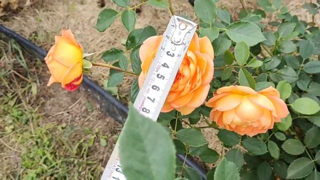 Обзор и описание розы Леди оф Шалот (Lady of Shalott) | Рыжая д? смотреть онлайн