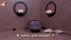 Видео для кошек про крысок развлекать питомцев 🐭🐀😂 (312)