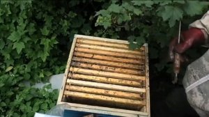 Результат смены матки на маточник