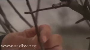 Прививка черенком: простая и улучшенная копулировка. ?