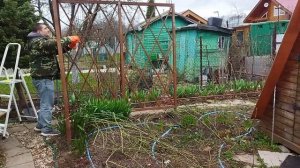 Уход за плетистыми розами весной.