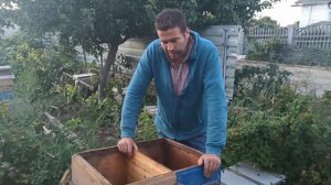 Двухматочное содержание пчел интересный случай с дву?