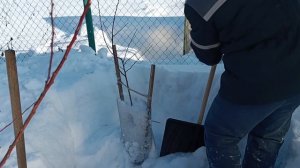 Как выращивать АБРИКОСЫ в СНЕЖНОМ КЛИМАТЕ и зачем их О