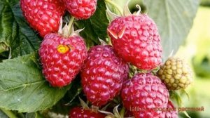 Малина ремонтантная Королевский Пингвин 🌿 обзор: как