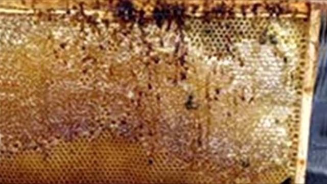 ПЧЁЛЫ ( Лечение НОЗЕМАТОЗА у пчёл) смотреть онлайн