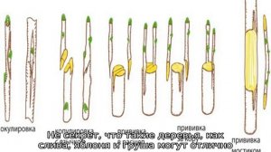 Как привить абрикос