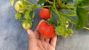 Лия сахарная. Ранний и сладкий сорт клубники.
