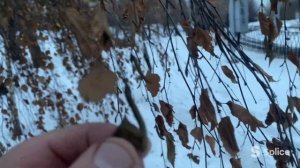 Почему деревья не сбросили осенью листья?