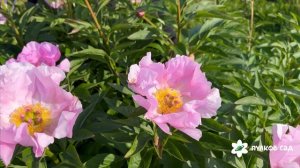 Пион Новость Алтая. Пулков сад (2025 г.)