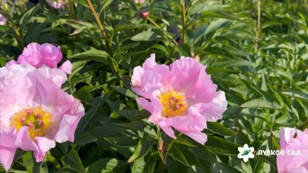 Пион Новость Алтая. Пулков сад (2025 г.)