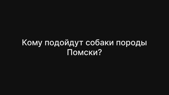 Заводчик Помски. Часть 3