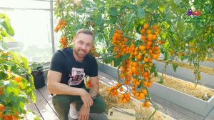 Какие томаты подходят для вяления #огород