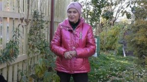 Как сохранить дельфиниумы зимой?