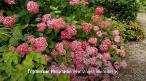 ⚡️Что посадить ВДОЛЬ ЗАБОРА: ТОП-30 самых НЕПРИХОТЛИВ?