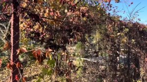 Наталья Черниховская . Ответы на комментарии