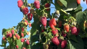 УНИКАЛЬНАЯ МАЛИНА ВАСЁНА