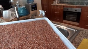 Как прорастить лен за 24 часа