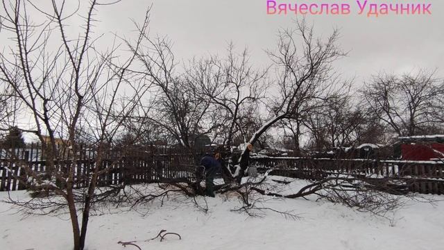 Омоложение Абрикоса смотреть онлайн