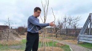 Как сформировать шелковицу Тортуоза?