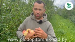 Яблоня ГРУШОВКА МОСКОВСКАЯ. Старинный проверенный со?