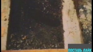 Когда пчелы начинают роиться что делать ?Роение пчел в