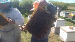 Продажа пчёл 3 мая на высадку.