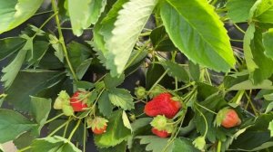 Клубника сорта Надия, Александра, Лючия. Обзор на перв?