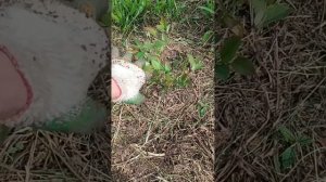 Посадка голубики в перепревшие опилки, приготовление