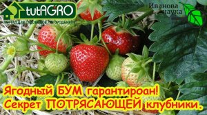 ЛУЧШАЯ ПОДКОРМКА КЛУБНИКИ ОСЕНЬЮ! Не упустите рекордный урожай - от этой подкормки ВСЁ и зависит.